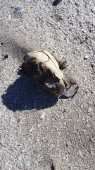 Arctocephalus pusillus pusillus