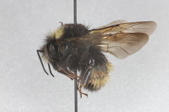 Bombus terricola
