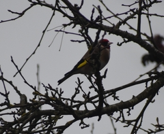 Carduelis carduelis