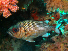 Shadowfin Soldierfish photo 2