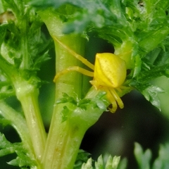 Thomisus