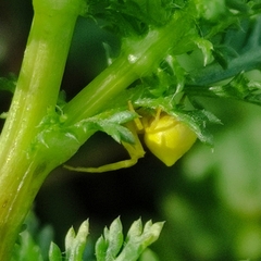Thomisus