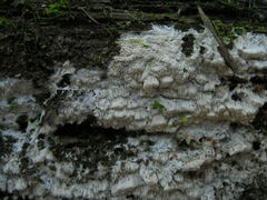 Steccherinum fimbriatellum