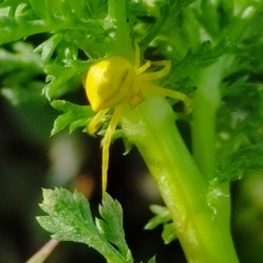 Thomisus