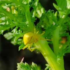 Thomisus