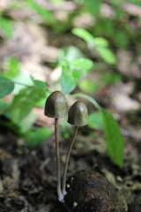 Panaeolus alcis