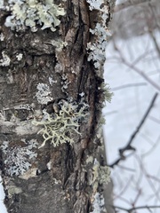 Usnea hirta