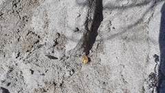 Pachyphaleria capensis