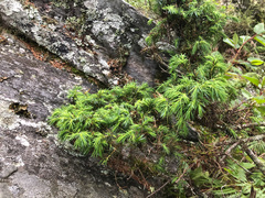 Juniperus formosana