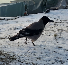 Corvus cornix