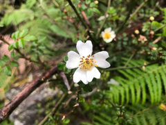 Rosa transmorrisonensis