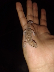 Pachydactylus capensis