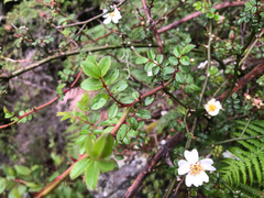 Rosa transmorrisonensis