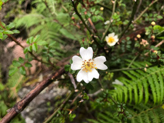 Rosa transmorrisonensis