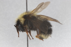 Bombus flavidus