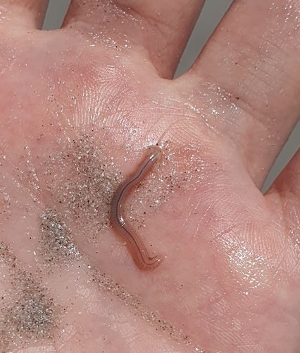 Representative image of Sigalion