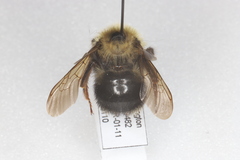 Bombus flavidus