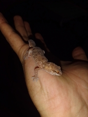 Pachydactylus capensis