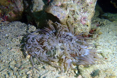 Heteractis