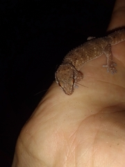 Pachydactylus capensis