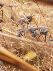 Pycnanthemum