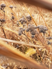 Pycnanthemum