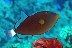 Melichthys vidua