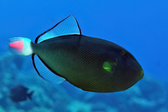 Melichthys vidua
