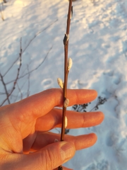 Salix phylicifolia