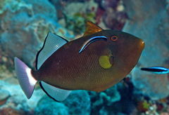 Melichthys vidua