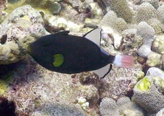 Melichthys vidua