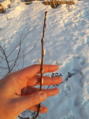 Salix phylicifolia