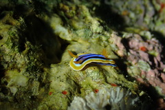 Chromodoris quadricolor