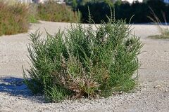 Arthrocaulon macrostachyum