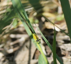 Ischnura pruinescens