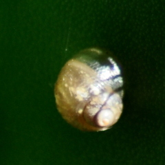 Simpulopsis