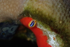 Chromodoris quadricolor
