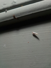 Neocenchrea heidemanni