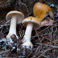 Phlegmacium variosimile