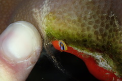 Chromodoris quadricolor