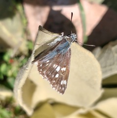 Muschampia tessellum