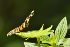 Eresia phillyra phillyra