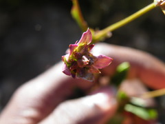 Alepidea pusilla