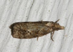 Phtheochroa