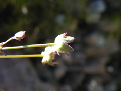 Alepidea pusilla