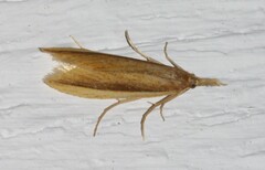 Donacaula albicostellus