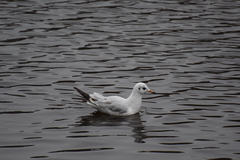 Chroicocephalus ridibundus