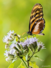 Dircenna kolijkensis