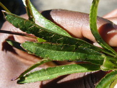 Alepidea pusilla
