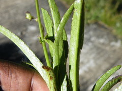 Alepidea pusilla